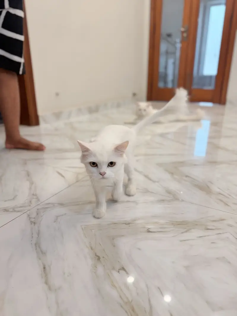 Persian female cat — photo 2