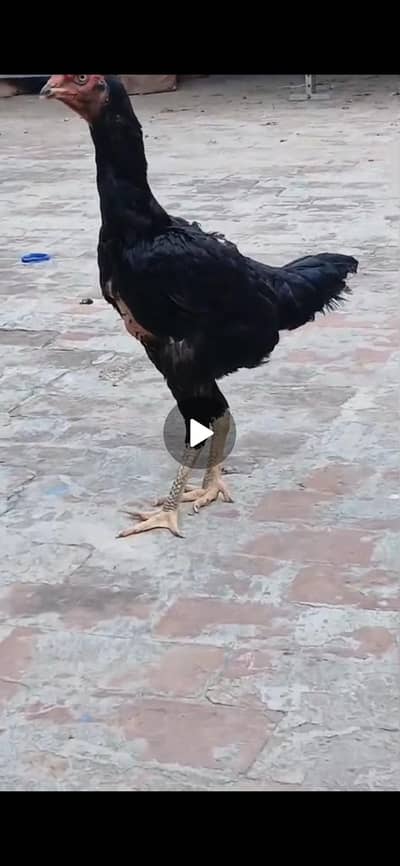 shamo female aseel