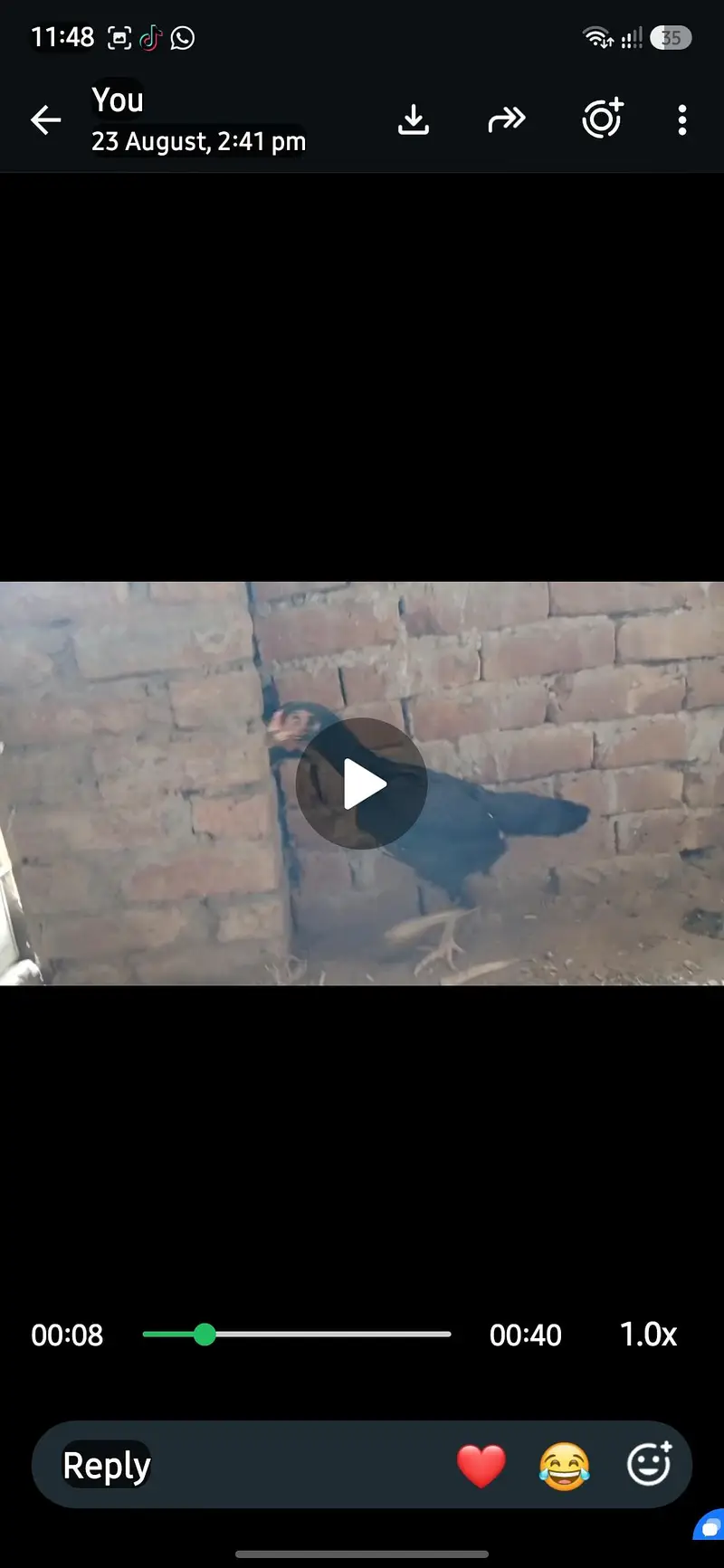 shamo female aseel — photo 5