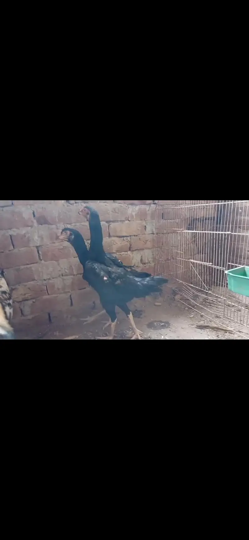 shamo female aseel — photo 6