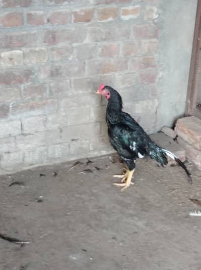 Aseel patha for sale 03124499315 cntct nmb
