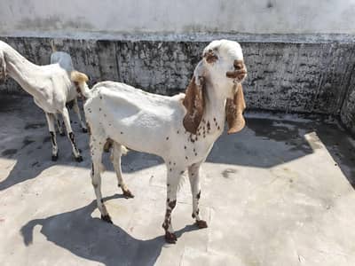 One goat  2 Male kids age 1 year
