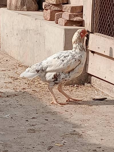 pure asile chine breed