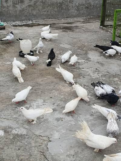 Kabotar For sale lakky ,sherazi ,fancy 300 ,400 Rate walon se mazrat