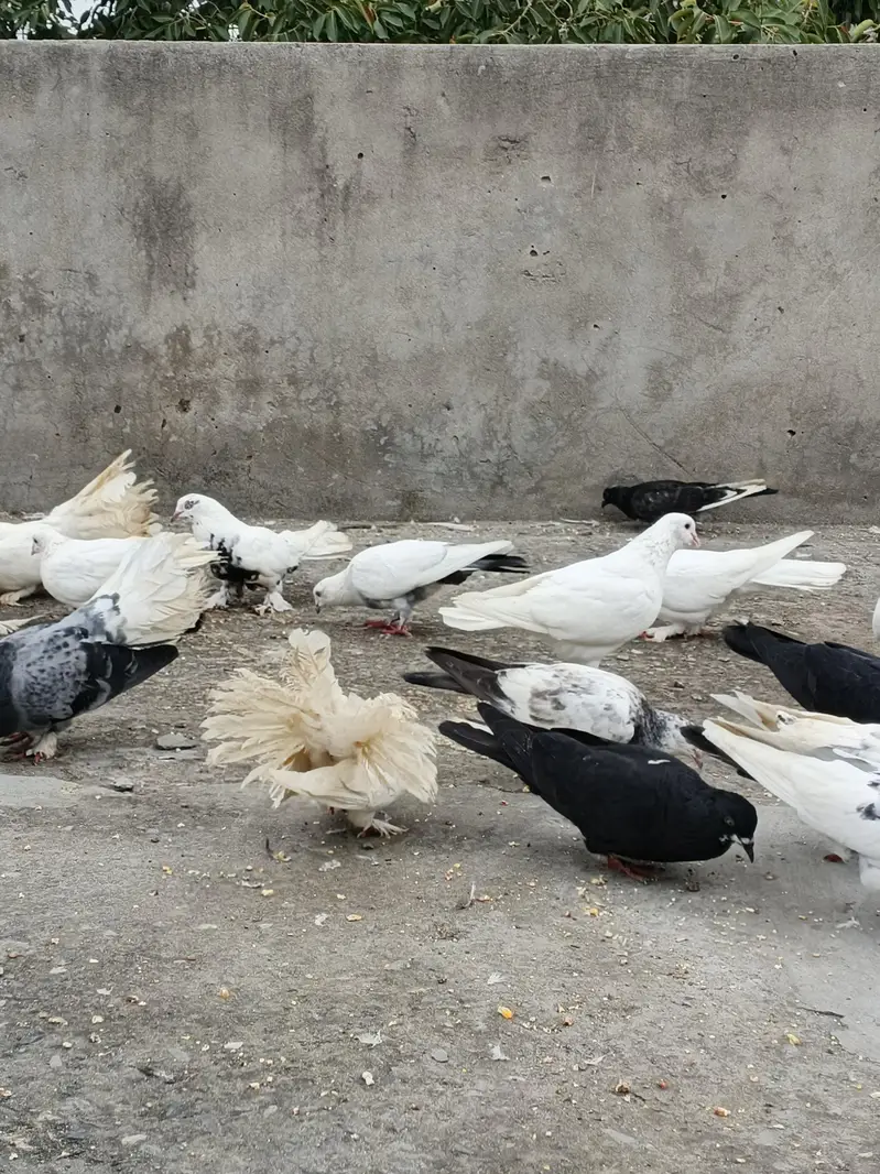 Kabotar For sale lakky ,sherazi ,fancy 300 ,400 Rate walon se mazrat — photo 10