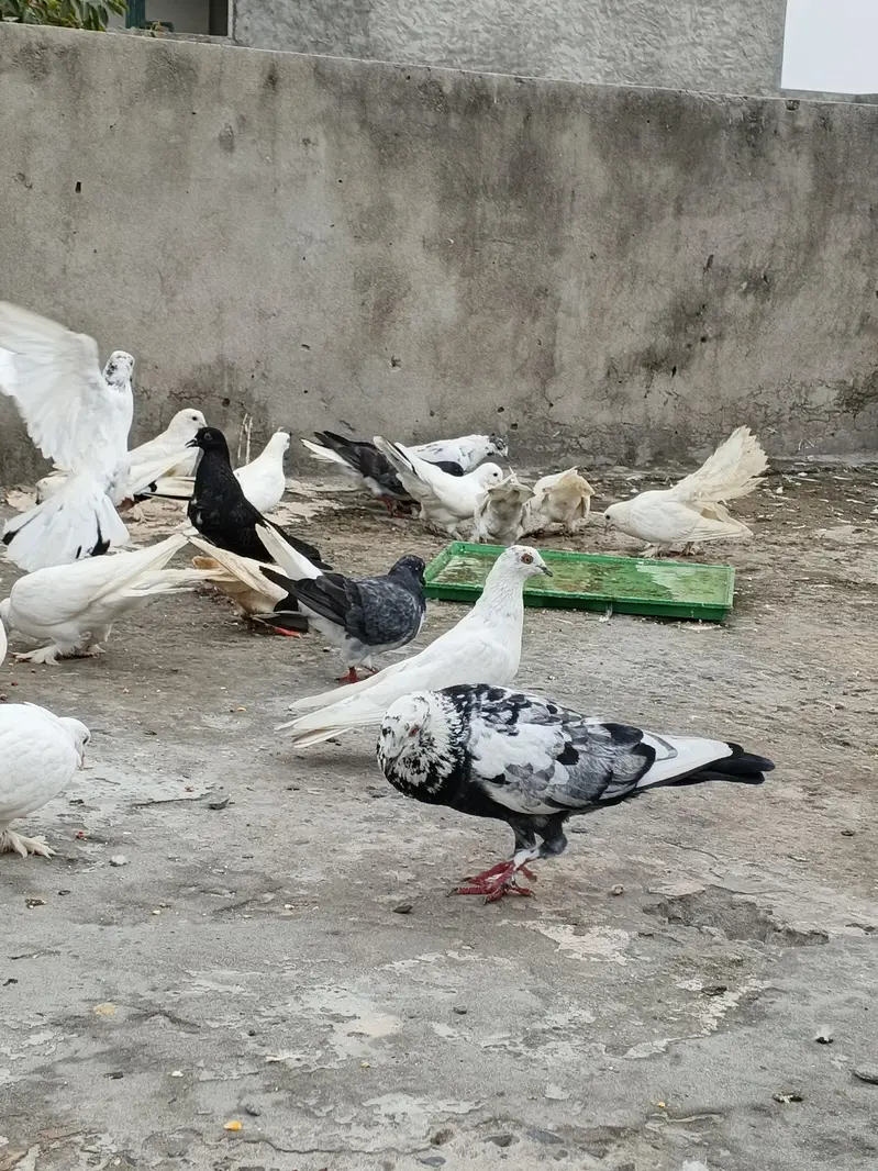 Kabotar For sale lakky ,sherazi ,fancy 300 ,400 Rate walon se mazrat — photo 11