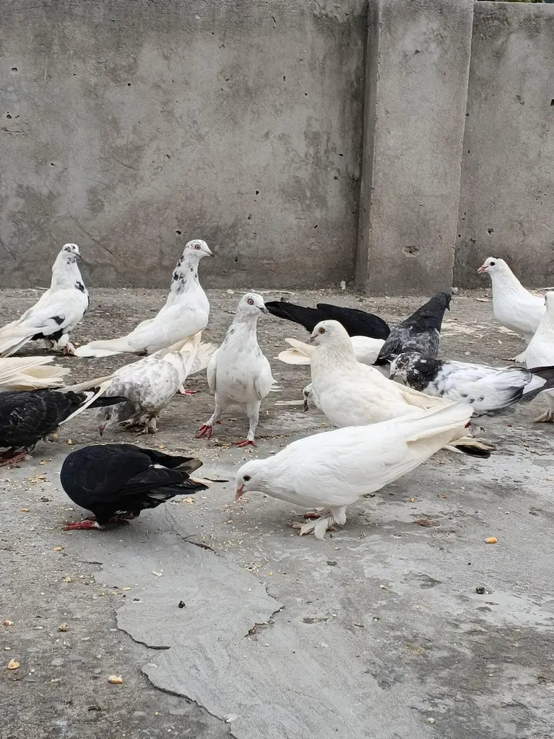 Kabotar For sale lakky ,sherazi ,fancy 300 ,400 Rate walon se mazrat — photo 12