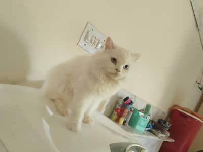 persian kitten and cat