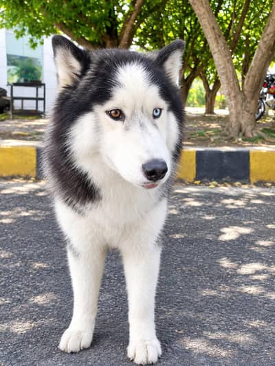 saibran husky dog for sale