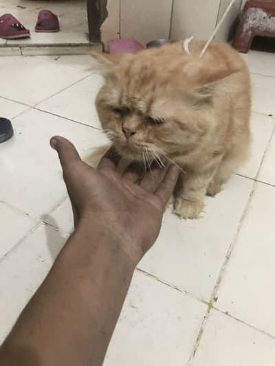 im sellim prsion cat