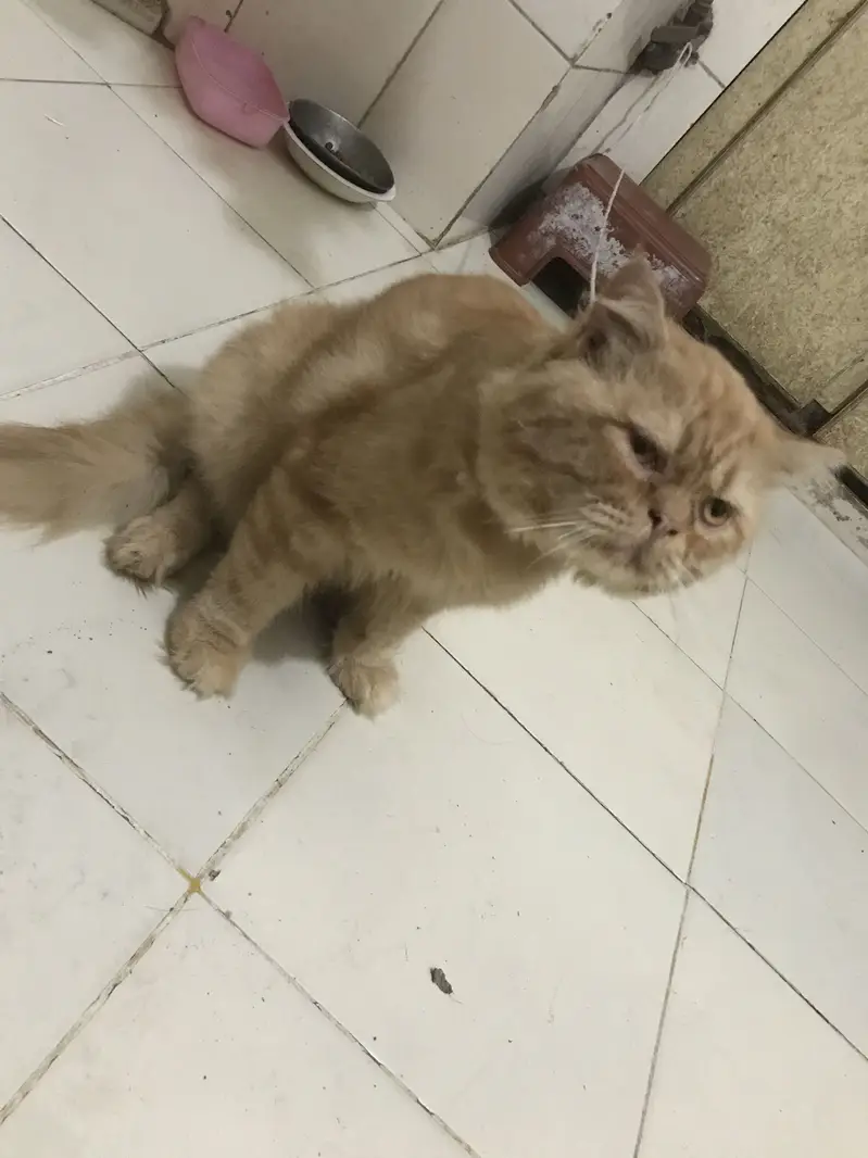 im sellim prsion cat — photo 2