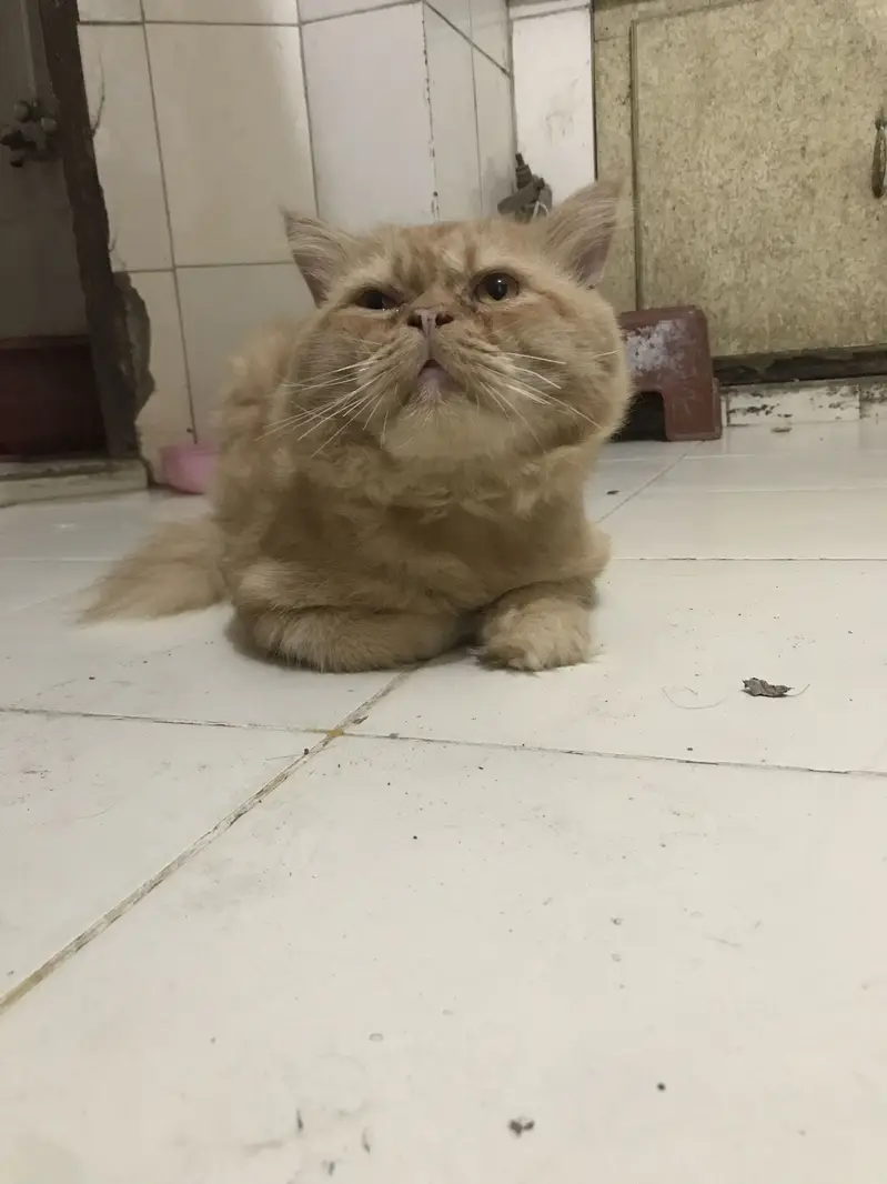 im sellim prsion cat — photo 3
