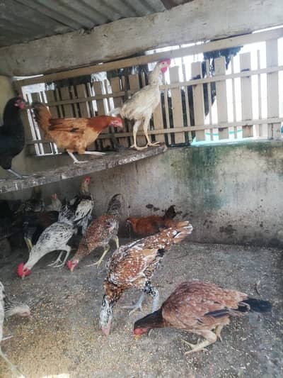 Sale sale , 1rs ka 1gram tol k lay jao only male ….