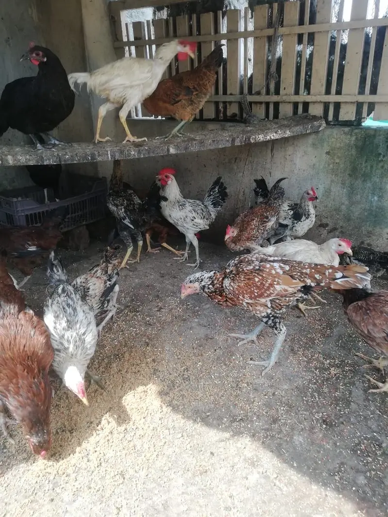 Sale sale , 1rs ka 1gram tol k lay jao only male …. — photo 2