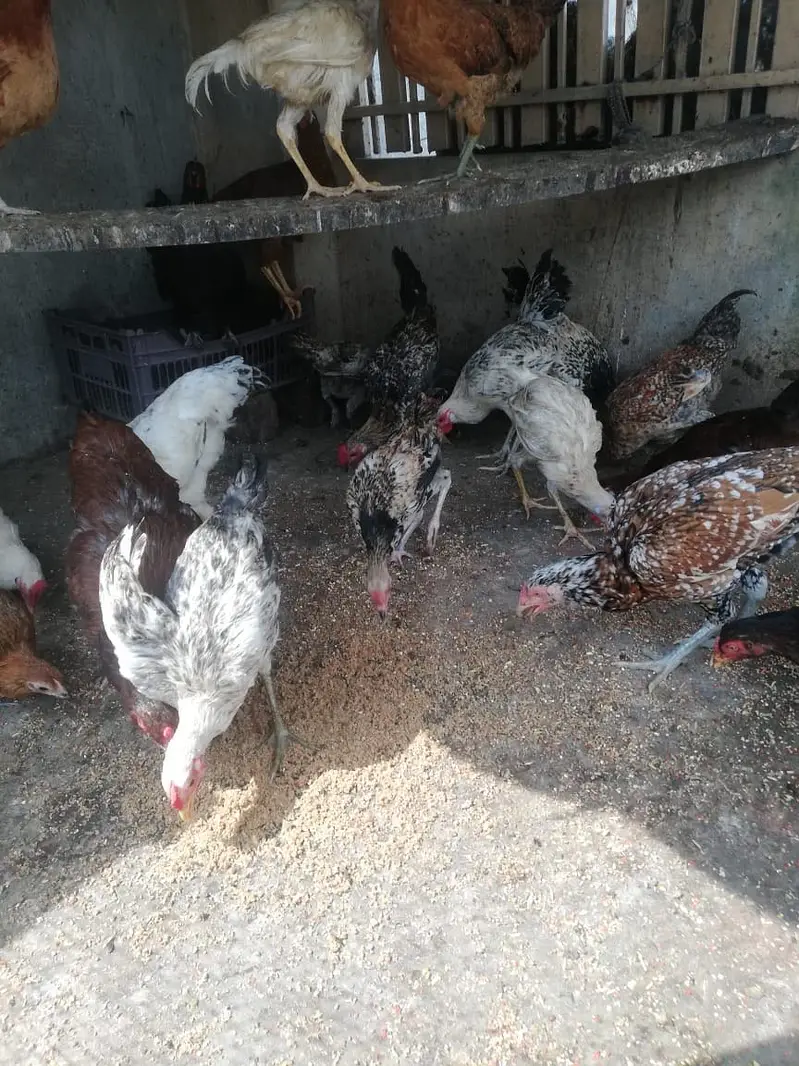 Sale sale , 1rs ka 1gram tol k lay jao only male …. — photo 3