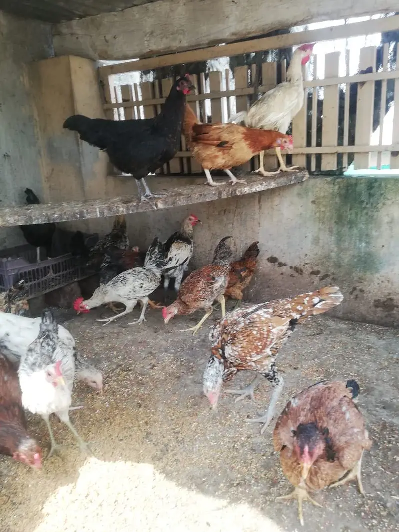 Sale sale , 1rs ka 1gram tol k lay jao only male …. — photo 4