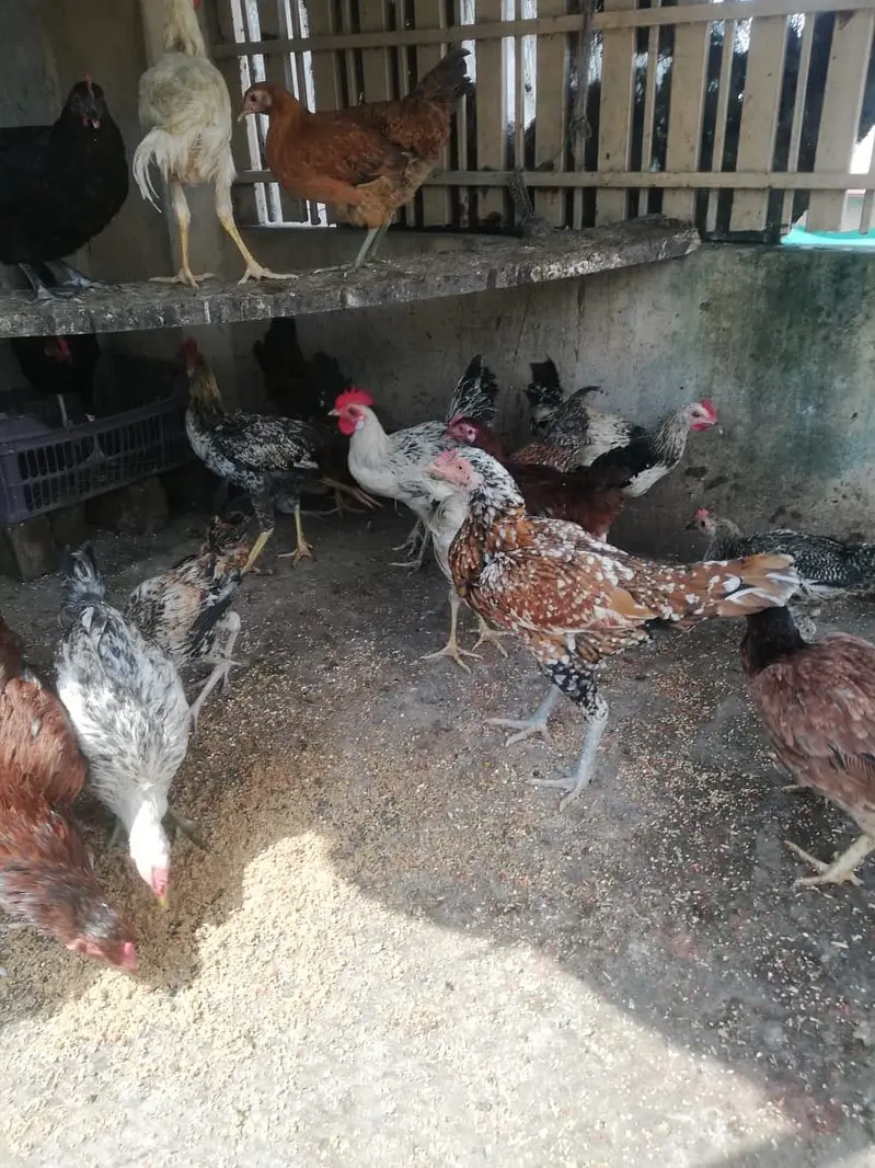 Sale sale , 1rs ka 1gram tol k lay jao only male …. — photo 6