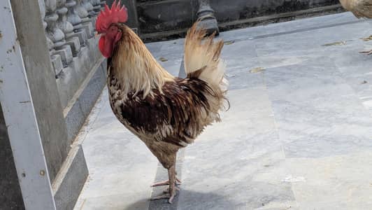 Cook and Hen for Sale
