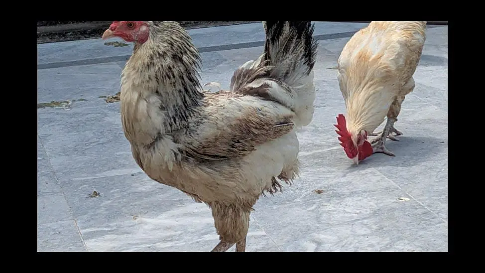 Cook and Hen for Sale — photo 2