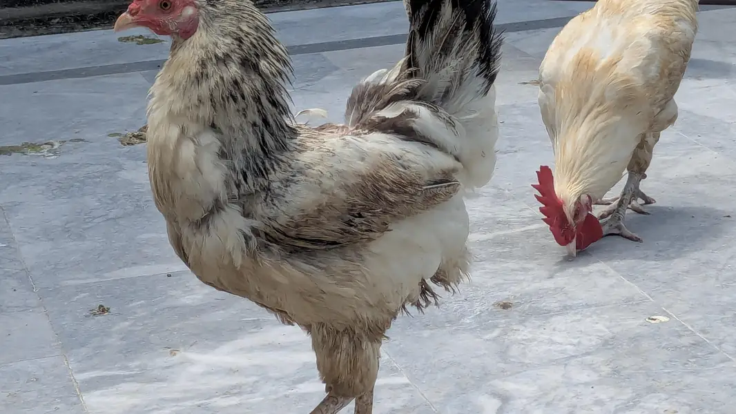 Cook and Hen for Sale — photo 3