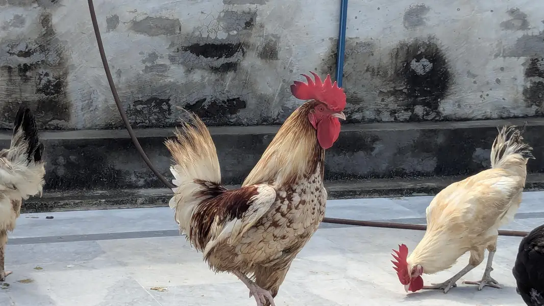 Cook and Hen for Sale — photo 4