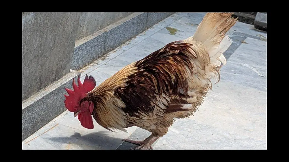 Cook and Hen for Sale — photo 5