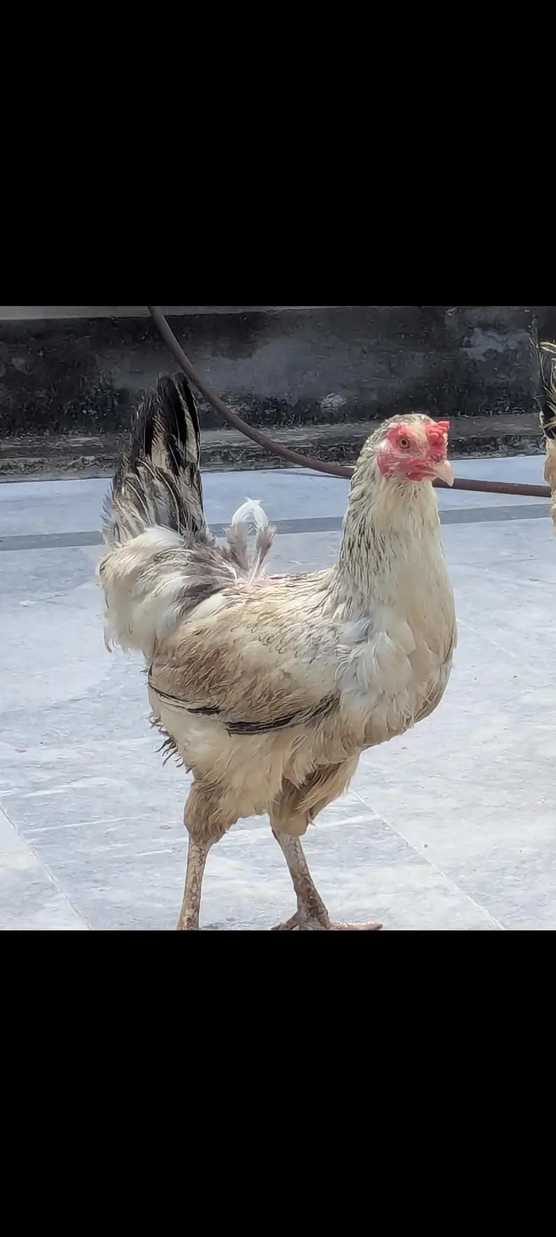 Cook and Hen for Sale — photo 6
