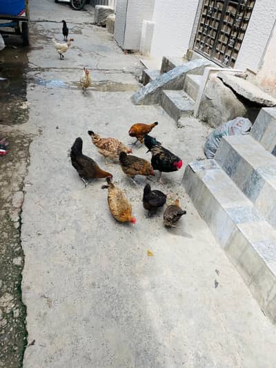 egg laying hens and starter hens available
