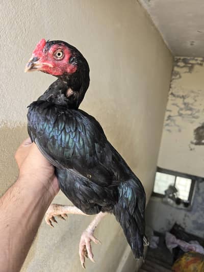 Mushki madii 4 sale