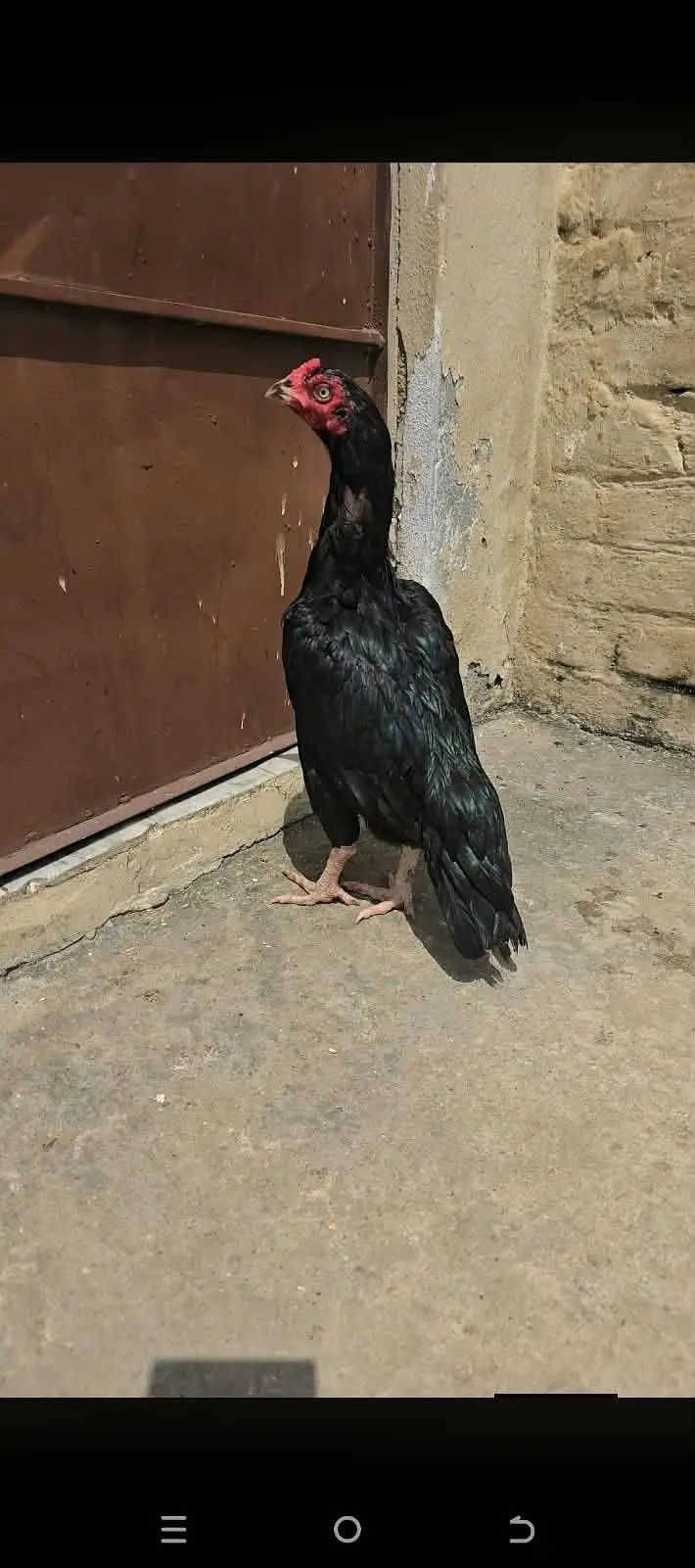 Mushki madii 4 sale — photo 2