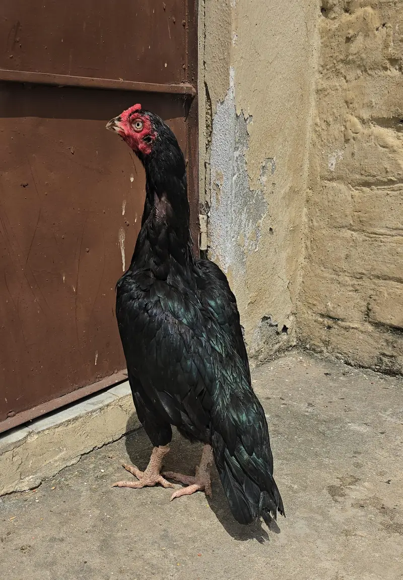 Mushki madii 4 sale — photo 3