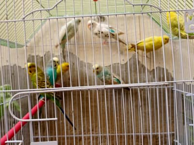 4 Confirm Pair Australian Parrots