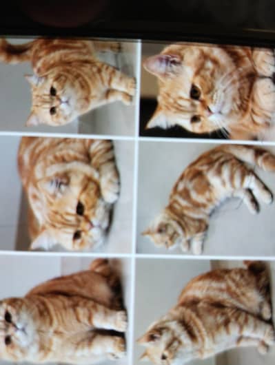 “Cute 14-Month-Old Cat Raju for Sale”