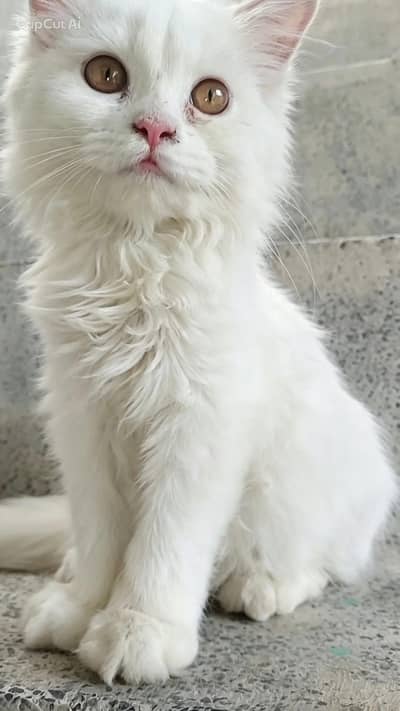 5 weeksPersian kittens white grey eyes show quality doll face taddy