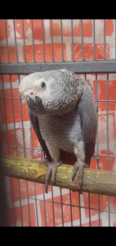 african gray parrot chichs
