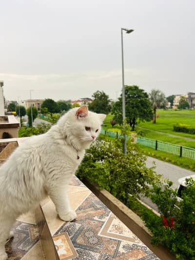 Parsion Cat Male