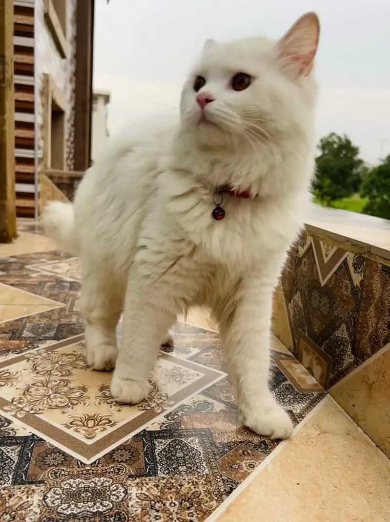 Parsion Cat Male — photo 2