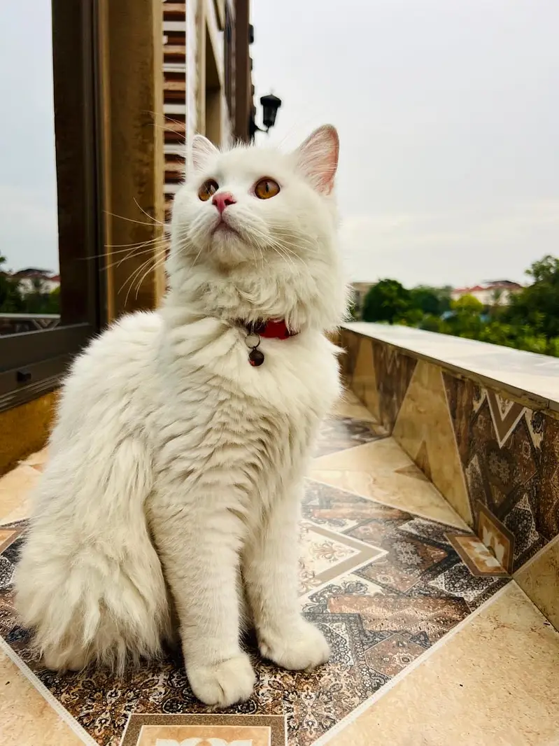 Parsion Cat Male — photo 3