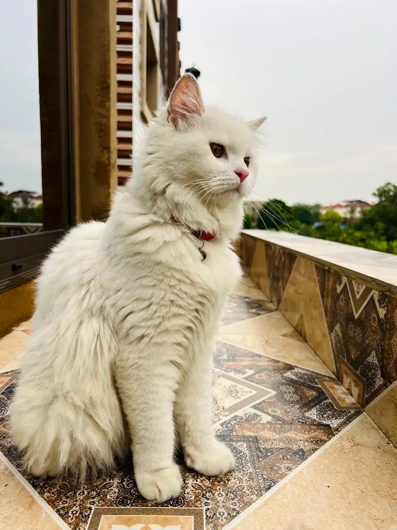 Parsion Cat Male — photo 4