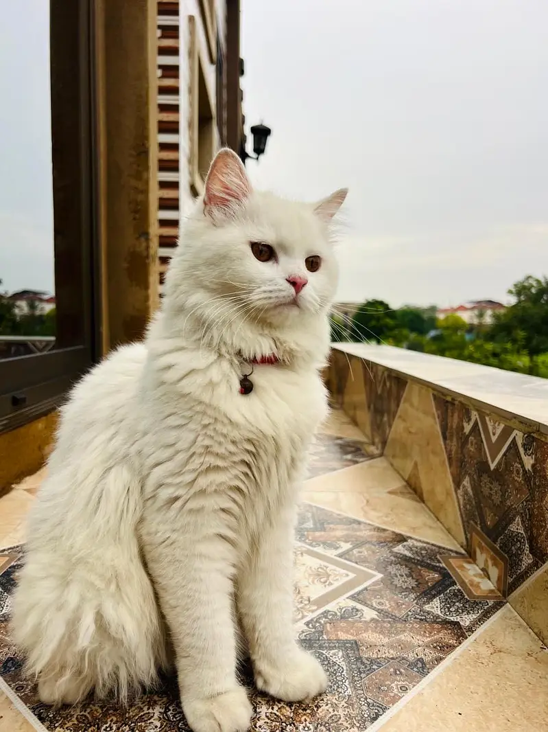 Parsion Cat Male — photo 5
