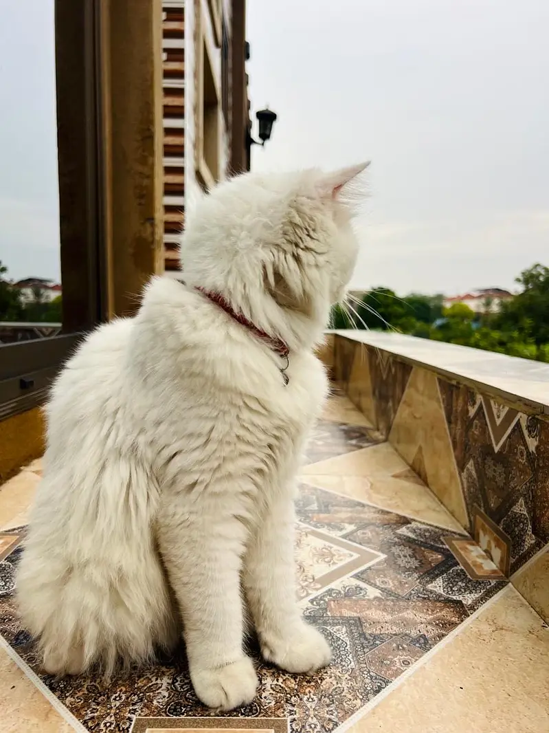 Parsion Cat Male — photo 6