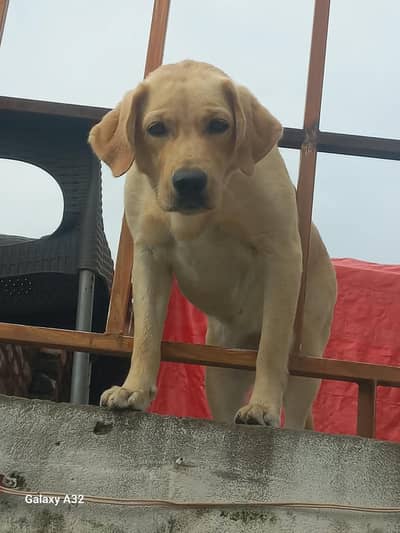 labdor female