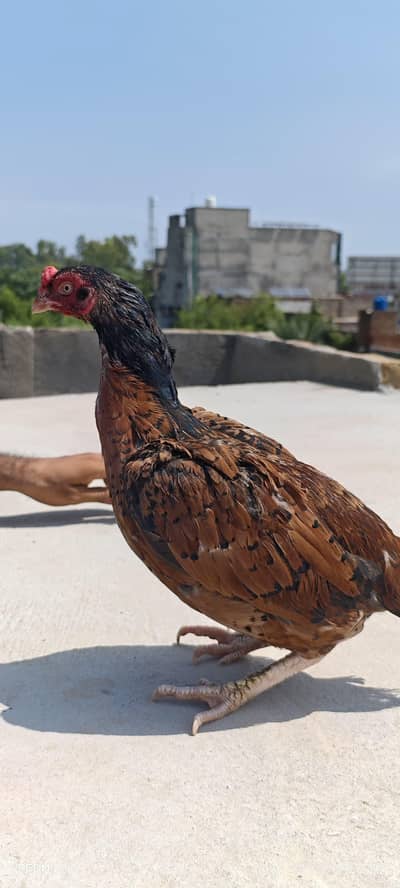 aseel amroha mianwali hen