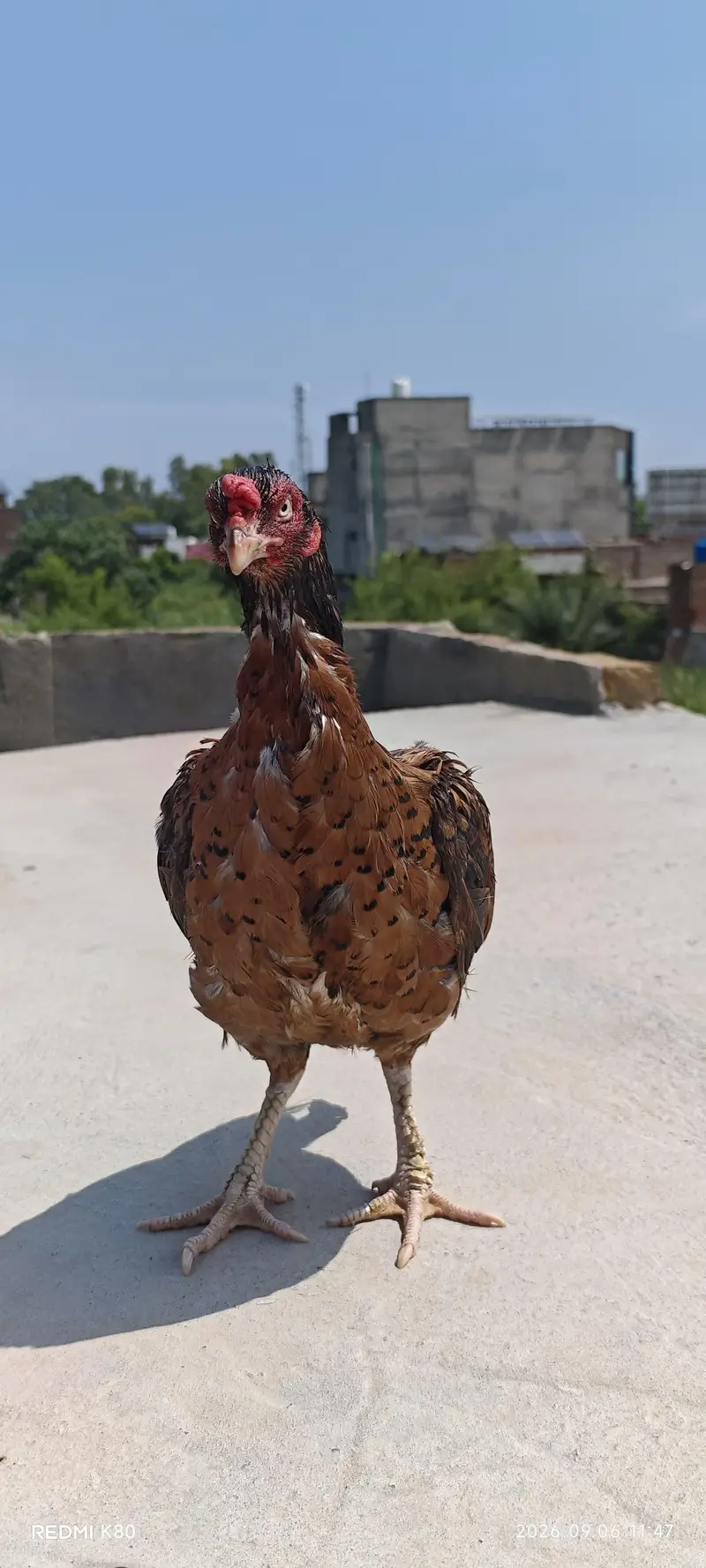 aseel amroha mianwali hen — photo 2