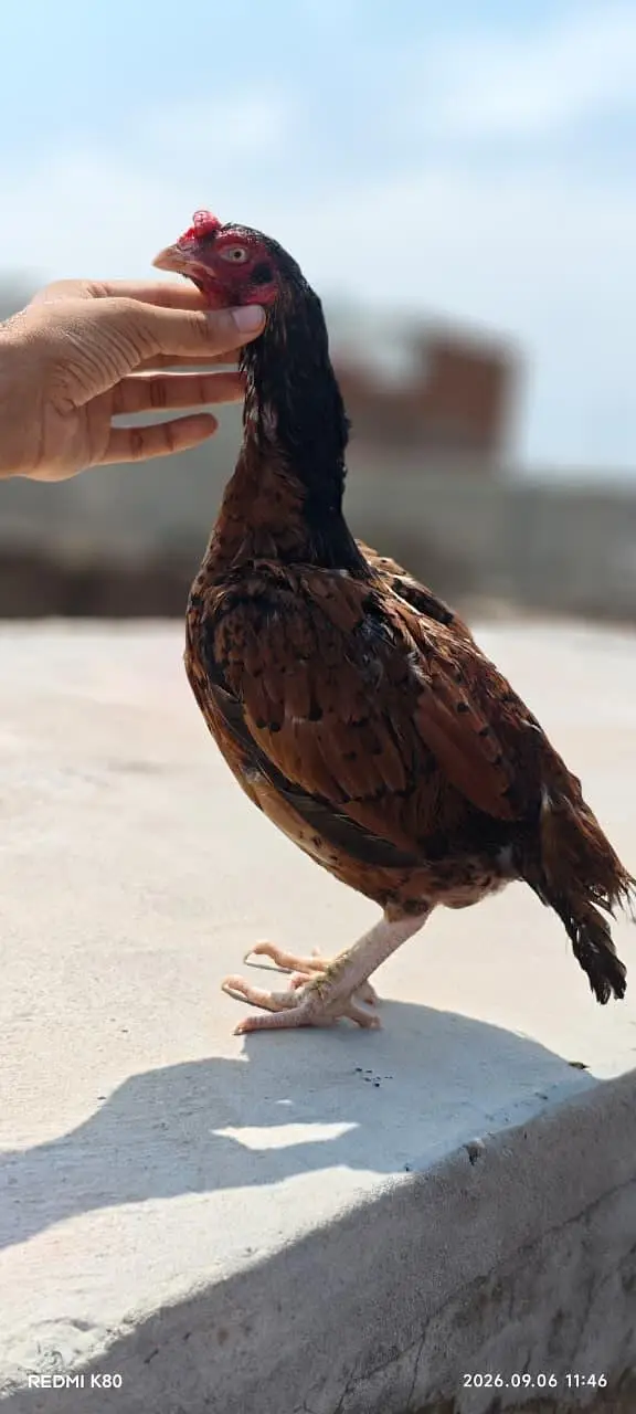 aseel amroha mianwali hen — photo 3