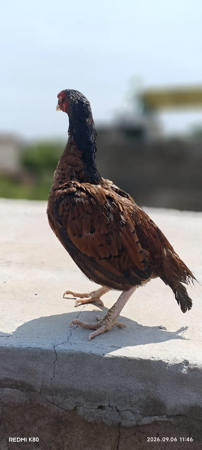 aseel amroha mianwali hen — photo 4