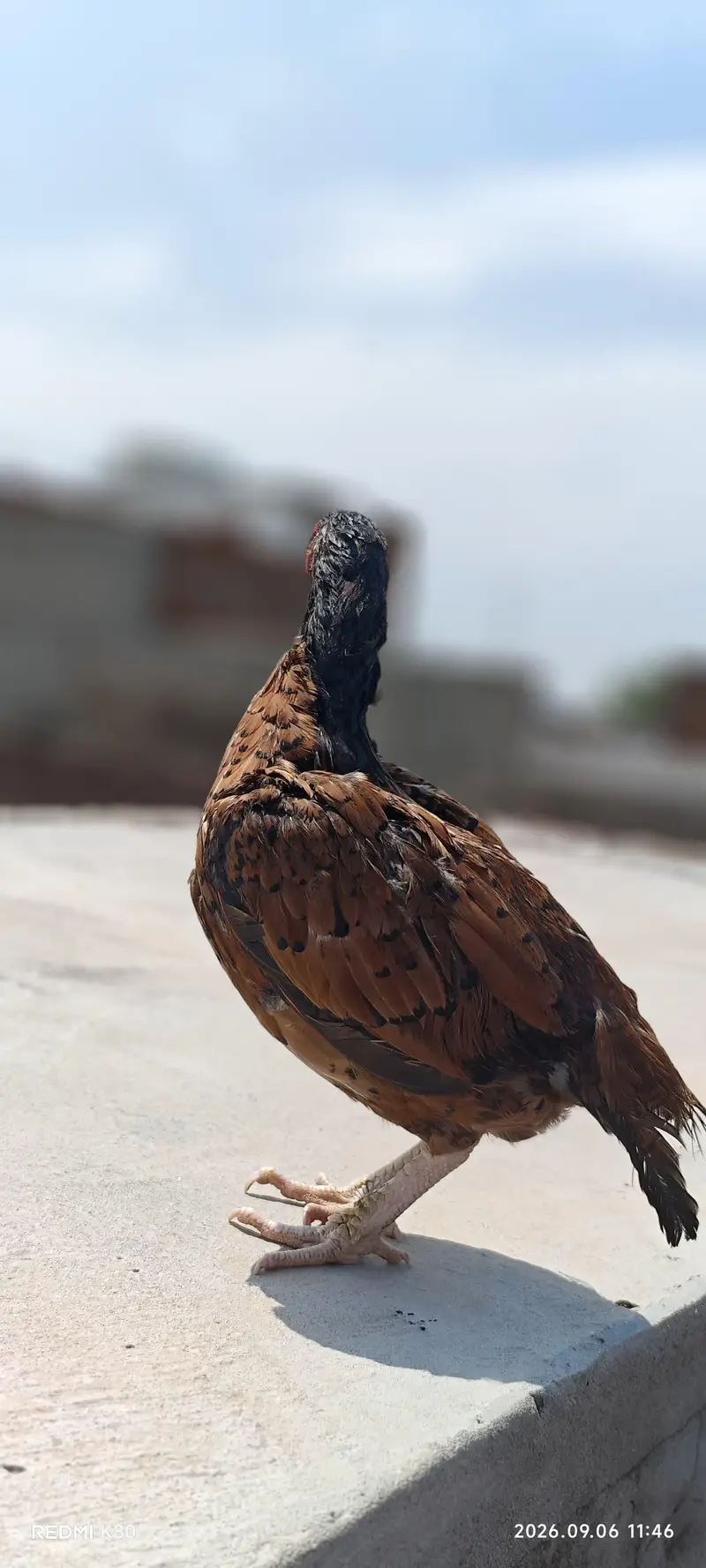 aseel amroha mianwali hen — photo 5