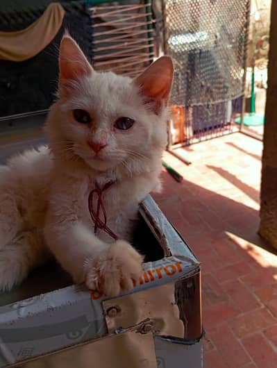 Persian cat