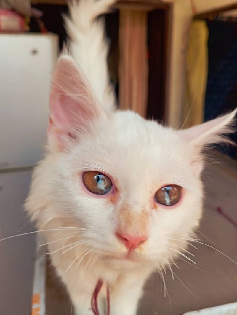 Persian cat 2