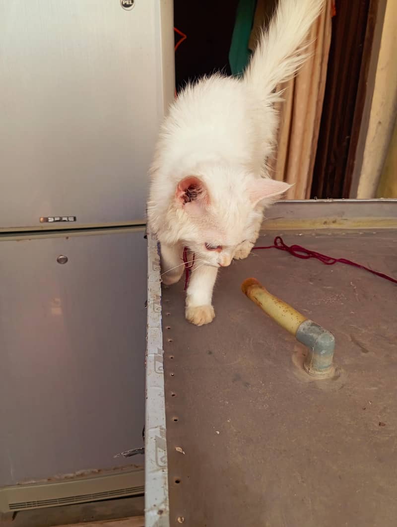 Persian cat 3